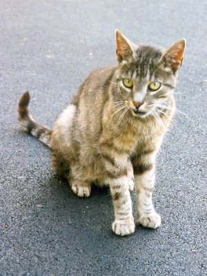 Grosses bild anzeigen selik 04.jpg